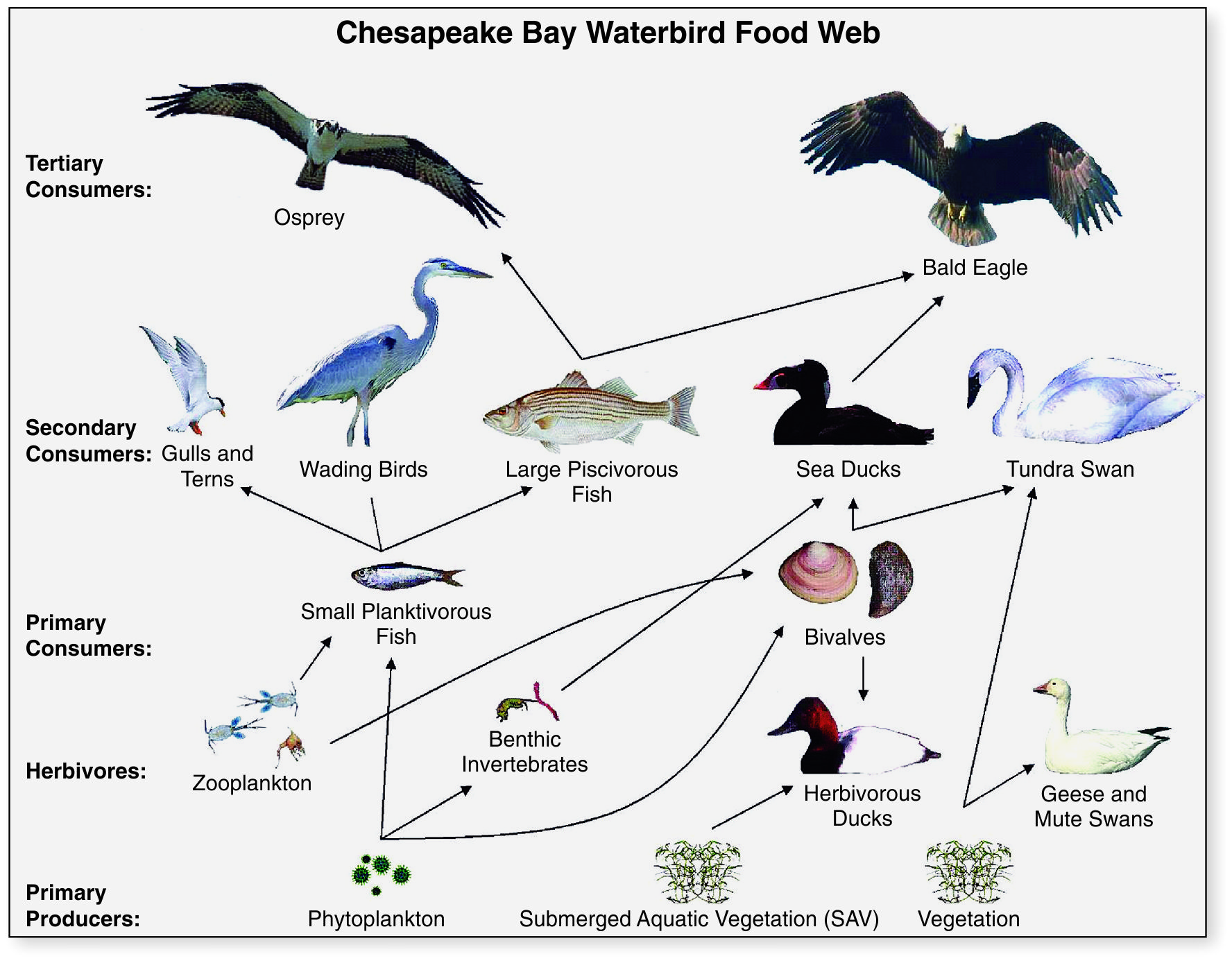 Chesapeake Bay Waterbird Food  Illustration from Circular 1316 U.S. Geological Survey